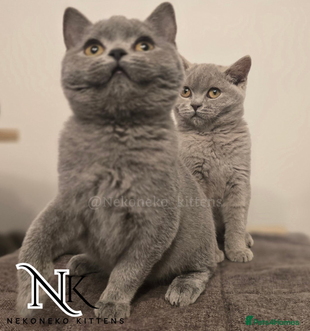 British Shorthair cats for sale: GORGEOUS GCCF REG TEDDYS 🐻🧸 READY TO LEAVE ❗️❗️ - Image 15
