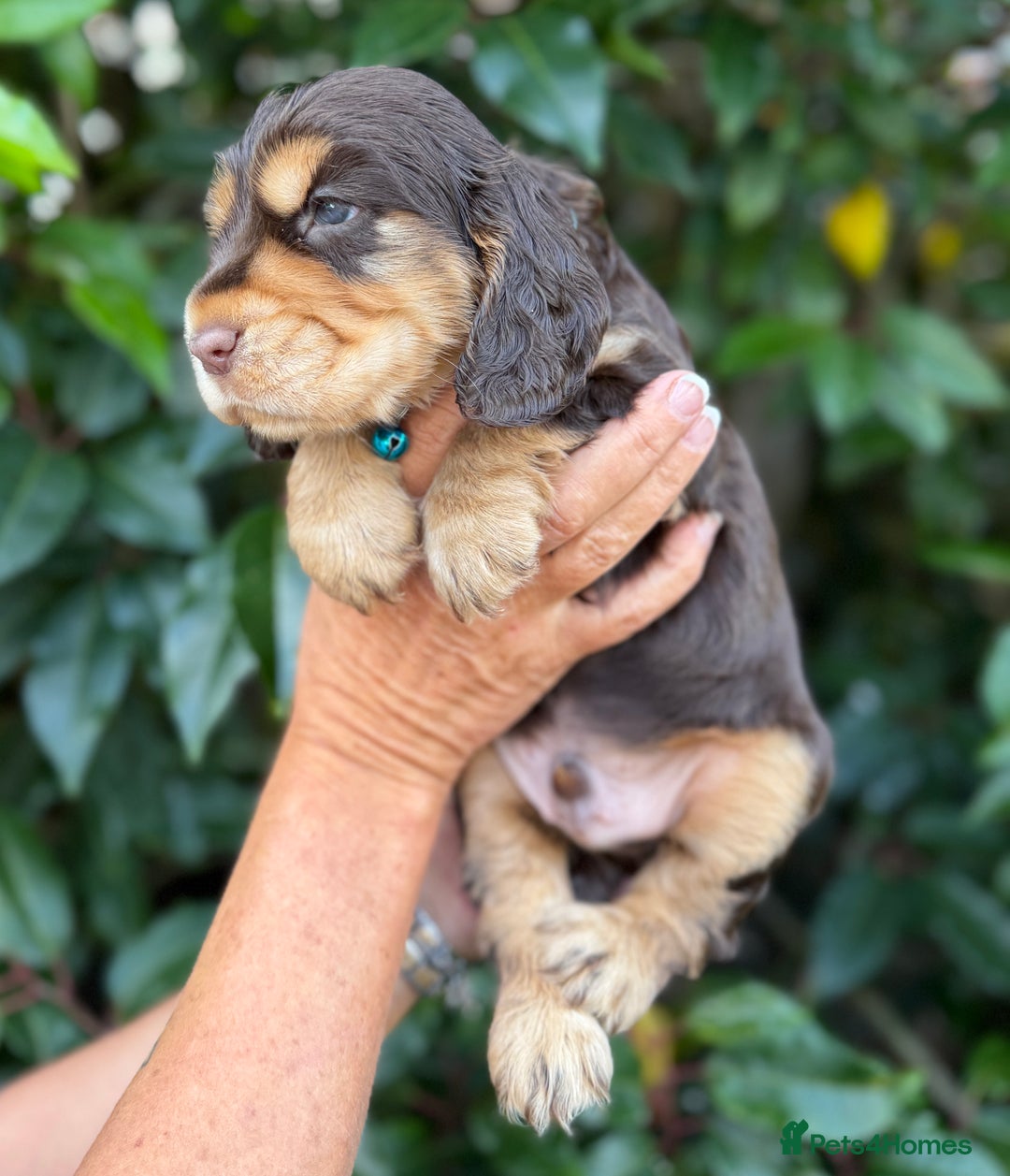 Cocker Spaniel dogs for sale: Show Cocker Spaniel pups KC reg - Image 4