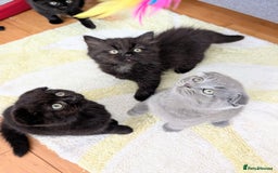 Scottish Fold cats for sale: Beautiful kittens are looking for a new home🥰✨ - Image 3
