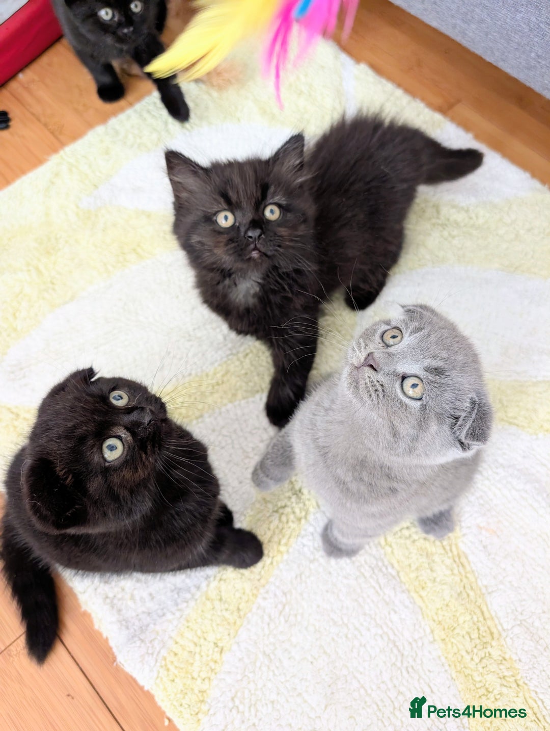 Scottish Fold cats for sale: Beautiful kittens are looking for a new home🥰✨ - Image 3