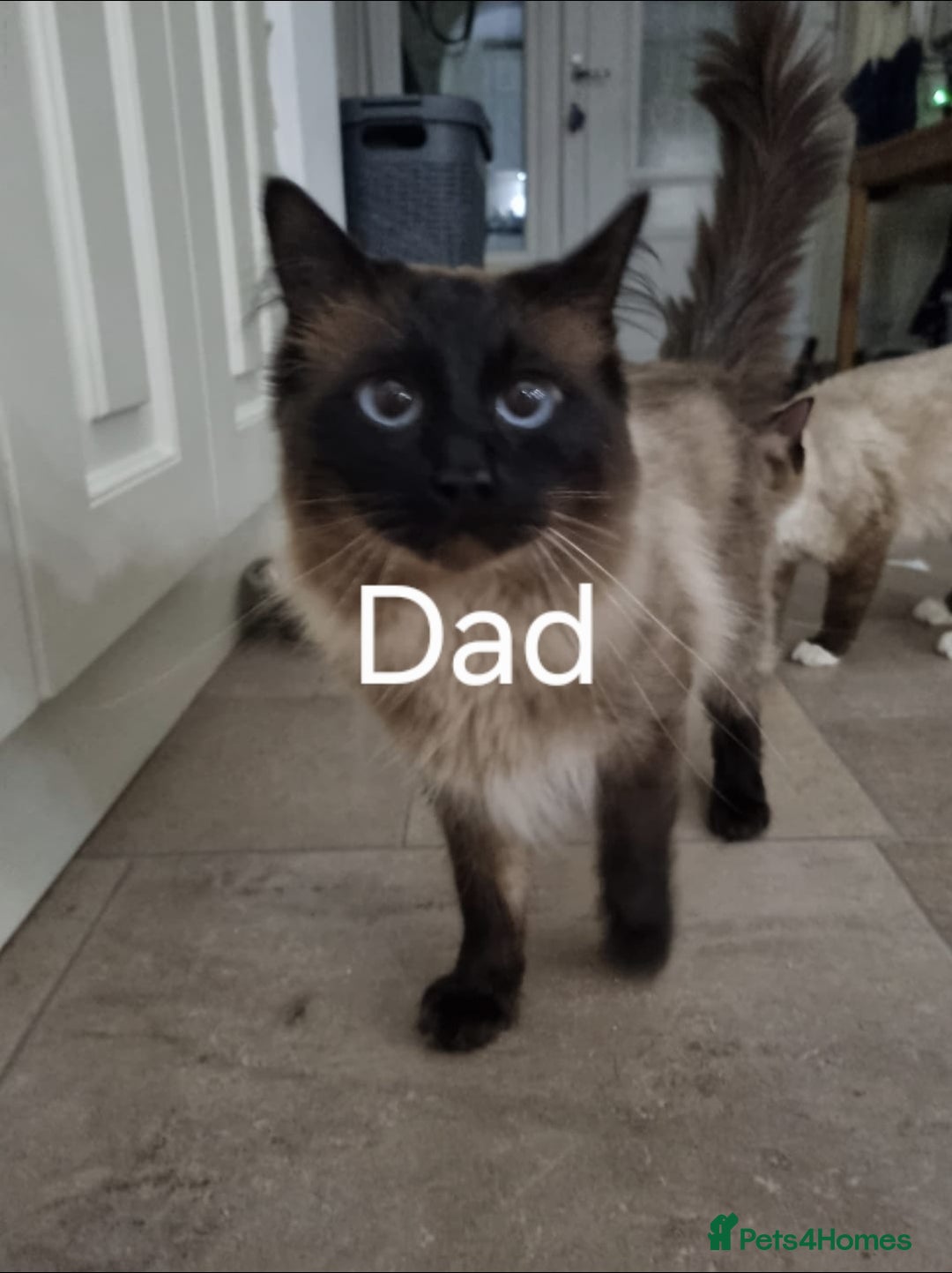 Ragdoll cats for sale: Pure Ragdoll Kittens  - Advert 16