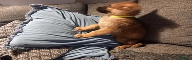 German Shepherd 3
