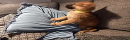 German Shepherd dogs for sale: Ready 2 go.!! Full blooded German shepherds.  in Billingham - Advert 9