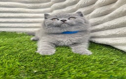 British Shorthair cats for sale: ONLY 1 BOY LEFT -BSH Blue Kittens - Image 10