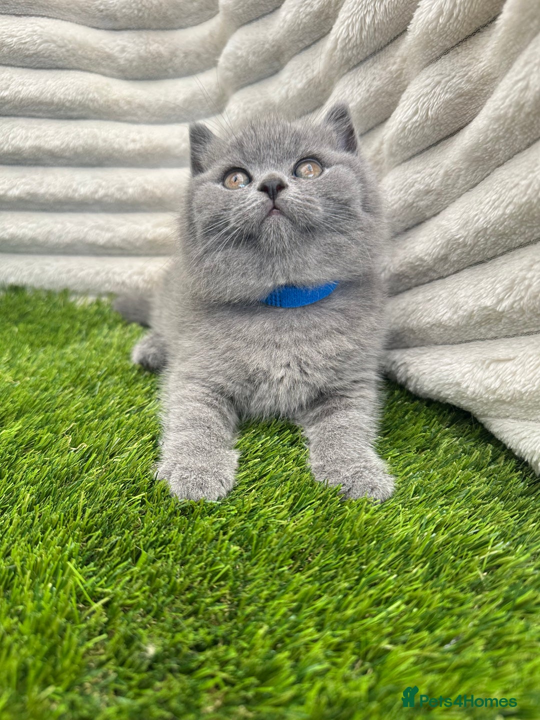 British Shorthair cats for sale: ONLY 1 BOY LEFT -BSH Blue Kittens - Image 10