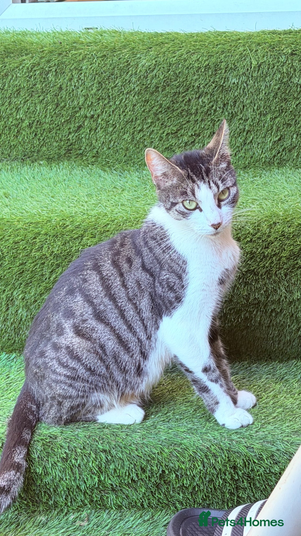 Bengal cats Bengal mix Beautiful Cat🥰 - Advert 13