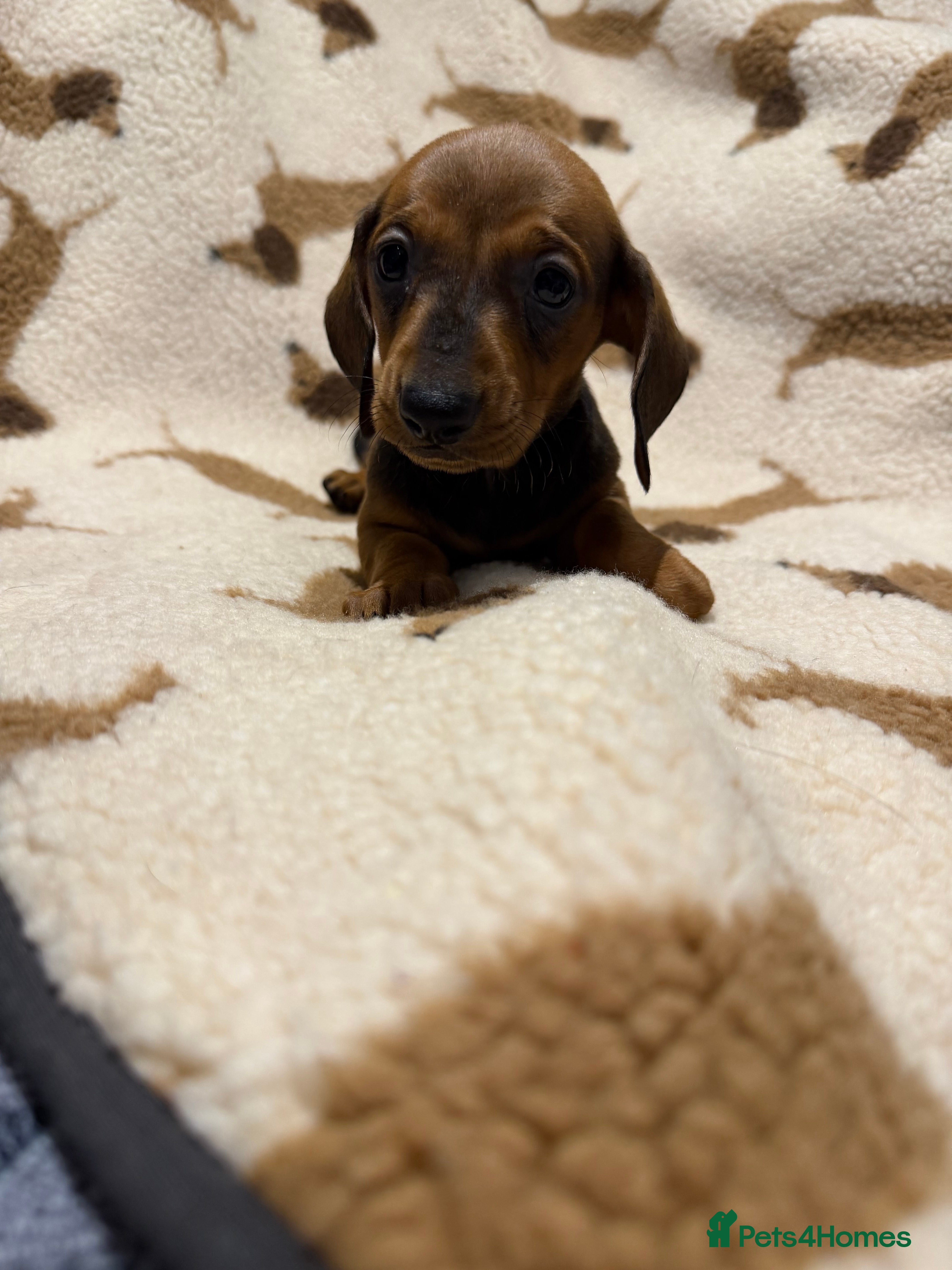 Dachshund dogs Outstanding champion bred standard smooth pups  - Advert 2