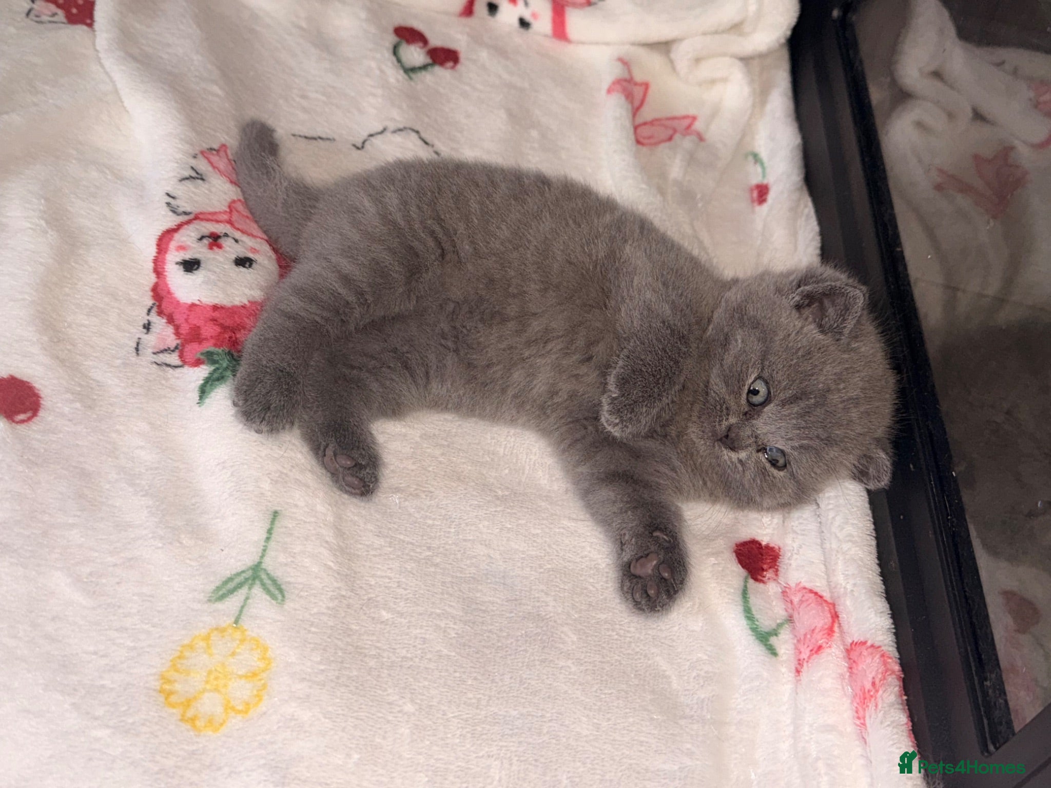 British Shorthair cats GCCF Registered Blue Female - Advert 1