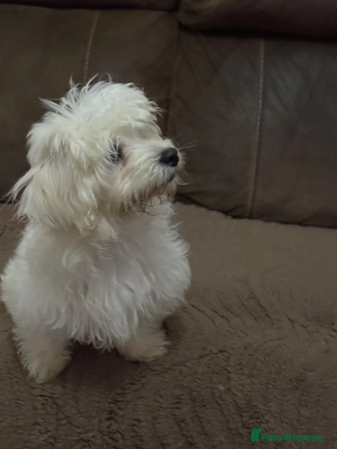 Maltese dogs for sale: Bichon Maltese  - Advert 2