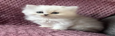 British Longhair 1