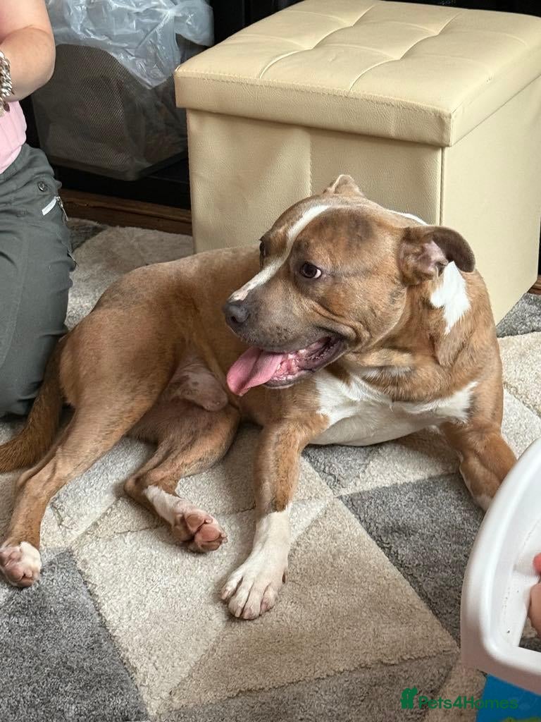 Mixed Breed dogs Staffy cross 2 year old  - Advert 1