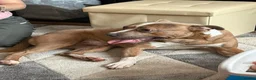Mixed Breed dogs for sale: Staffy cross 2 year old  in Saint Helens - Advert 1