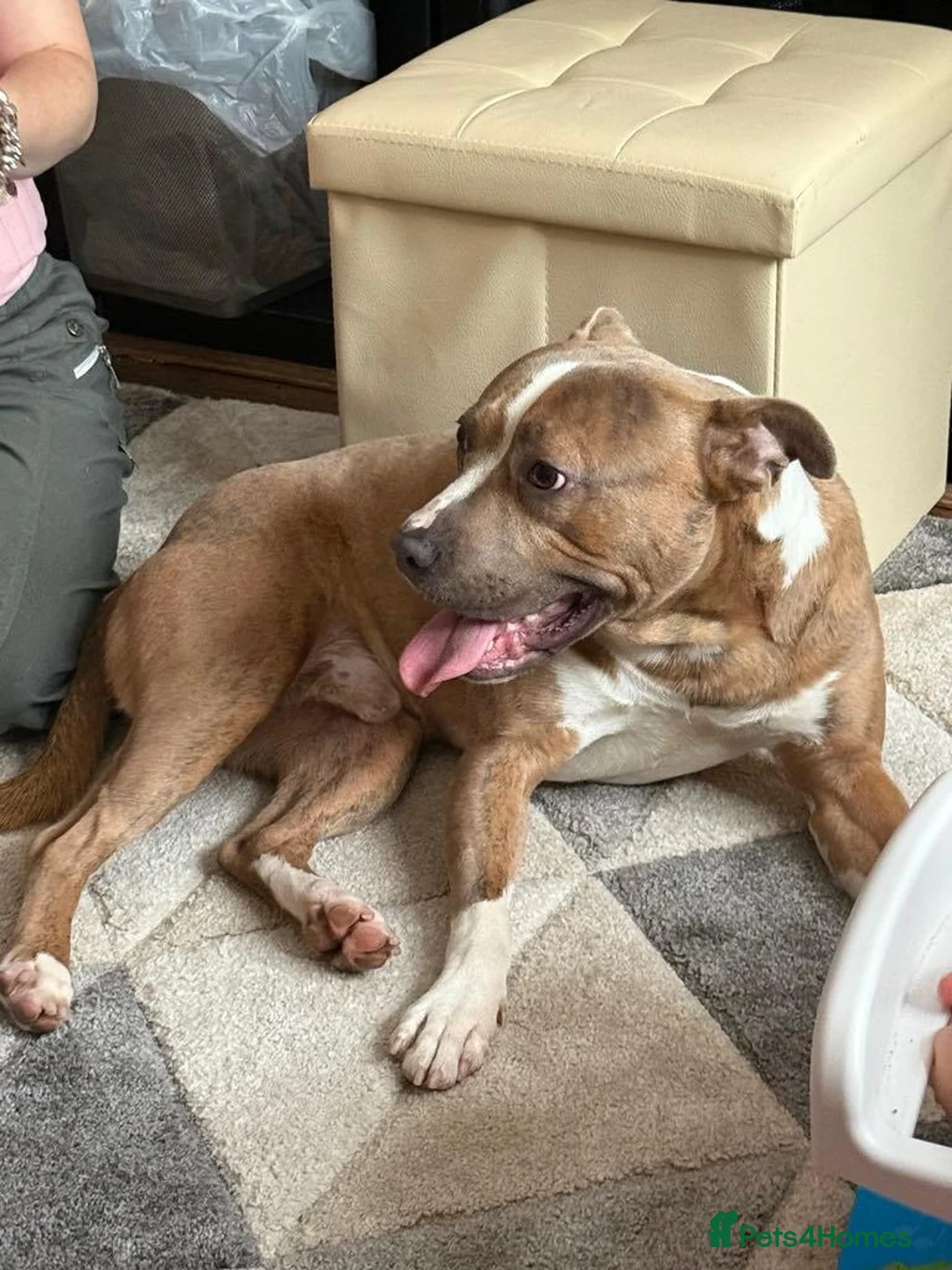 Mixed Breed dogs for sale: Staffy cross 2 year old  in Saint Helens - Advert 1