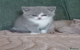 British Shorthair cats for sale: Gorgeous British short-hair kittens  - Image 8