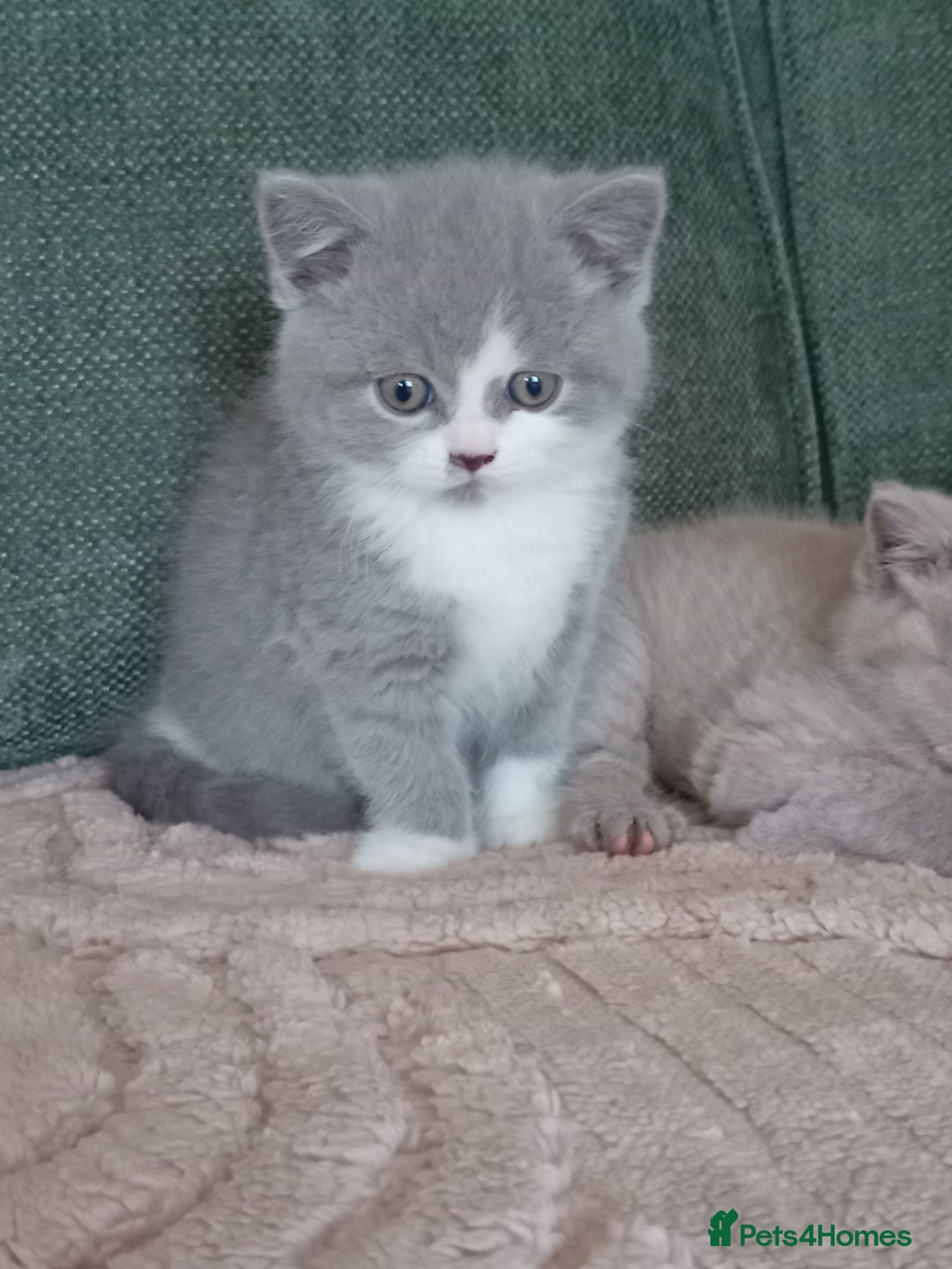 British Shorthair cats for sale: Gorgeous British short-hair kittens  - Image 8
