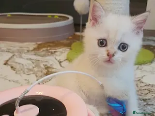 Scottish Fold cats Pedigree SF kittens😻READY FOR RESERVATION - Advert 3
