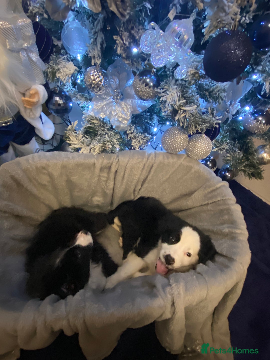 Border Collie dogs for sale: Border collie puppies  - Advert 7