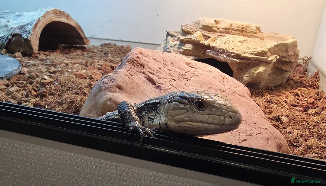 Skink reptiles for sale: Blue Tongue Skink - Advert 6