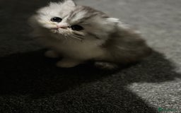 Persian cats for sale: Persian chinchilla kitten  - Image 7