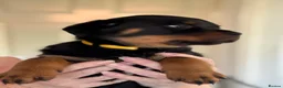 Rottweiler dogs for sale: Rottweiler puppies - Advert 26