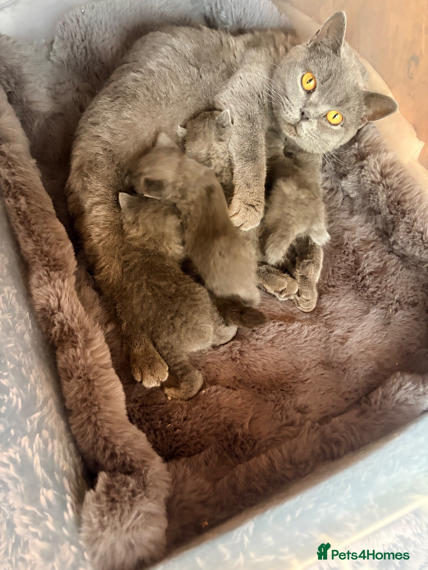 British Shorthair cats Pure BSH Kittens  - Advert 2