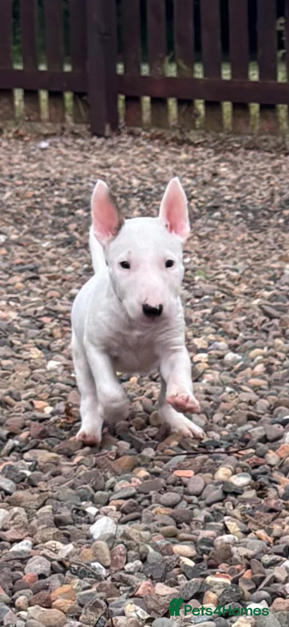 English Bull Terrier dogs Beautiful Bullterrier Pups  - Advert 12