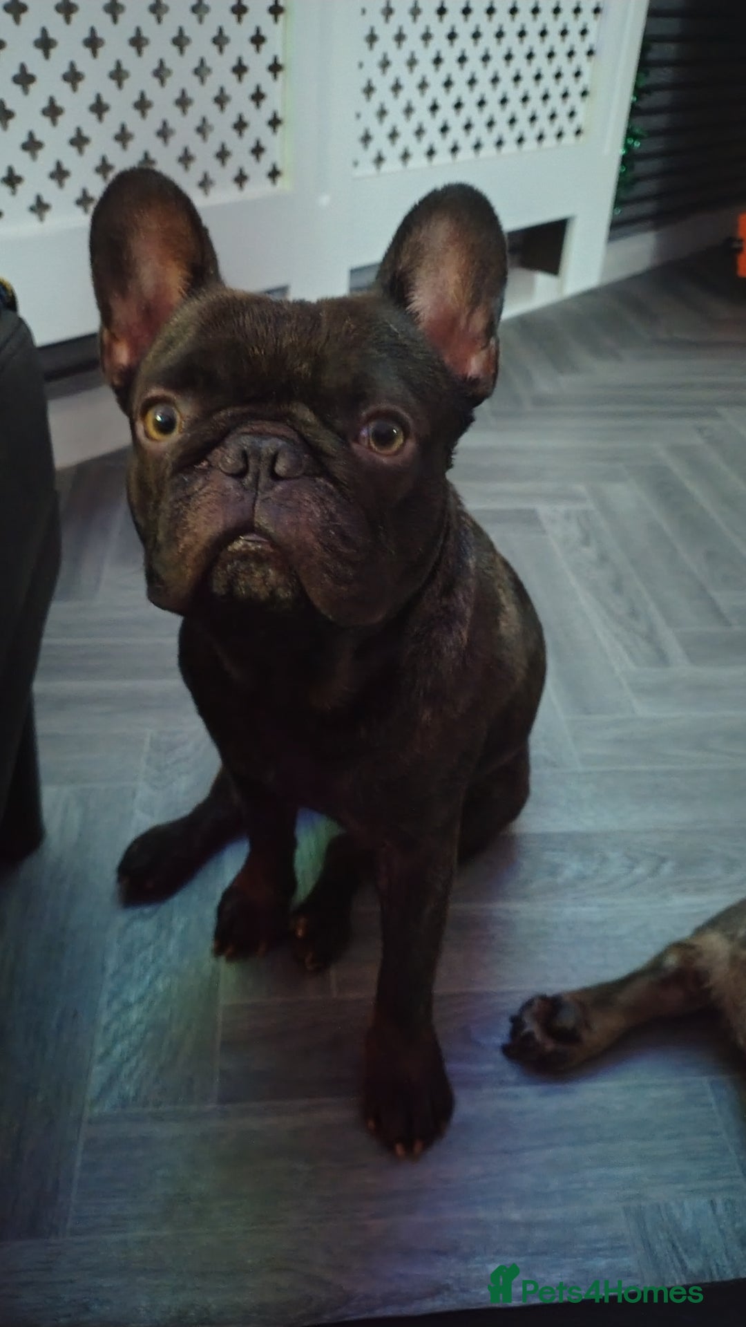 French Bulldog dogs for sale: Frenchies - Advert 5