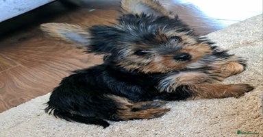Yorkshire Terrier dogs - Advert 10