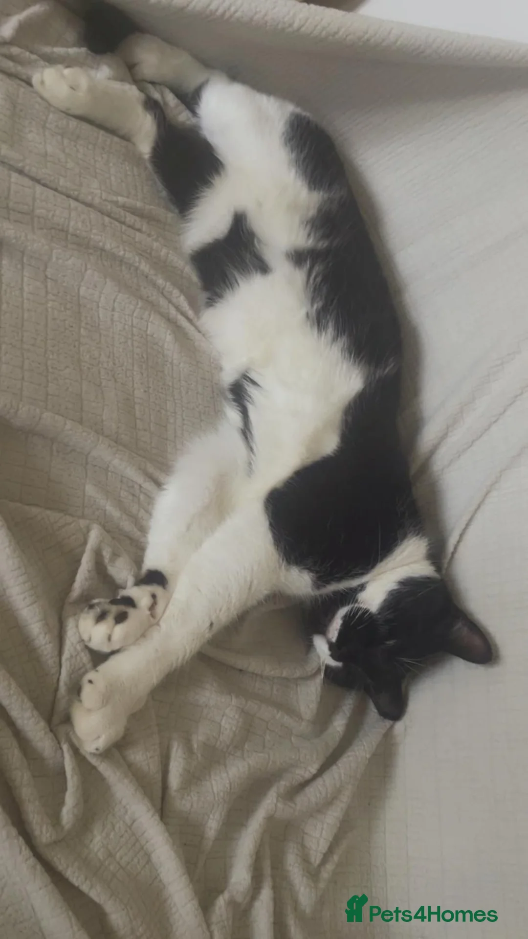 Mixed Breed cats for sale: 2 boys for rehoming  - Advert 10