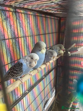 Budgerigars birds in Knutsford - Advert 8