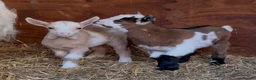 Goats livestock for sale: Kaleb and Jeremy  - Advert 11