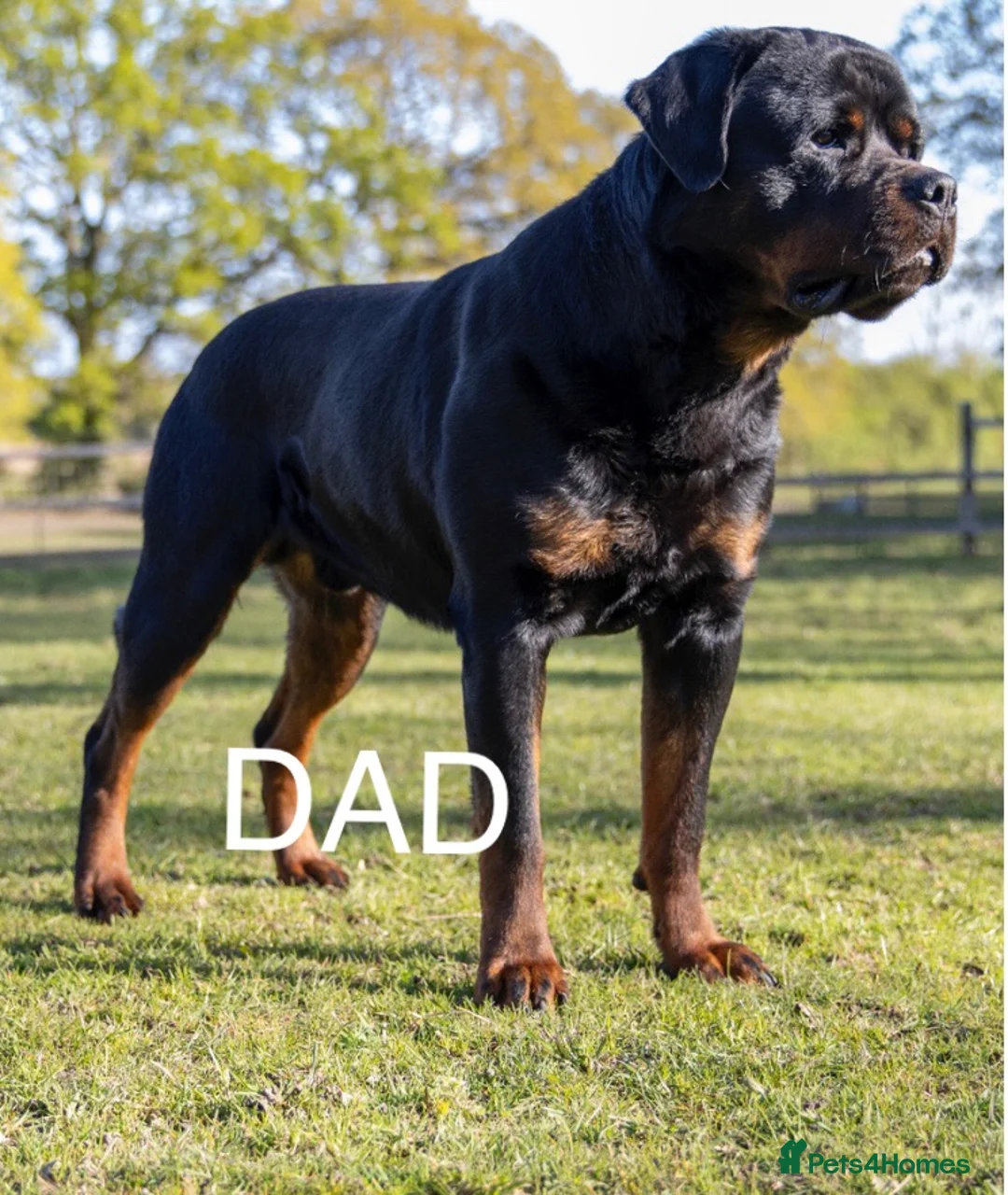 Rottweiler dogs for sale: Rottweiler Female For Sale - Advert 8