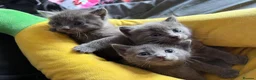Mixed Breed cats for sale: Beautiful, full grey kittens. in Stockport - Advert 8
