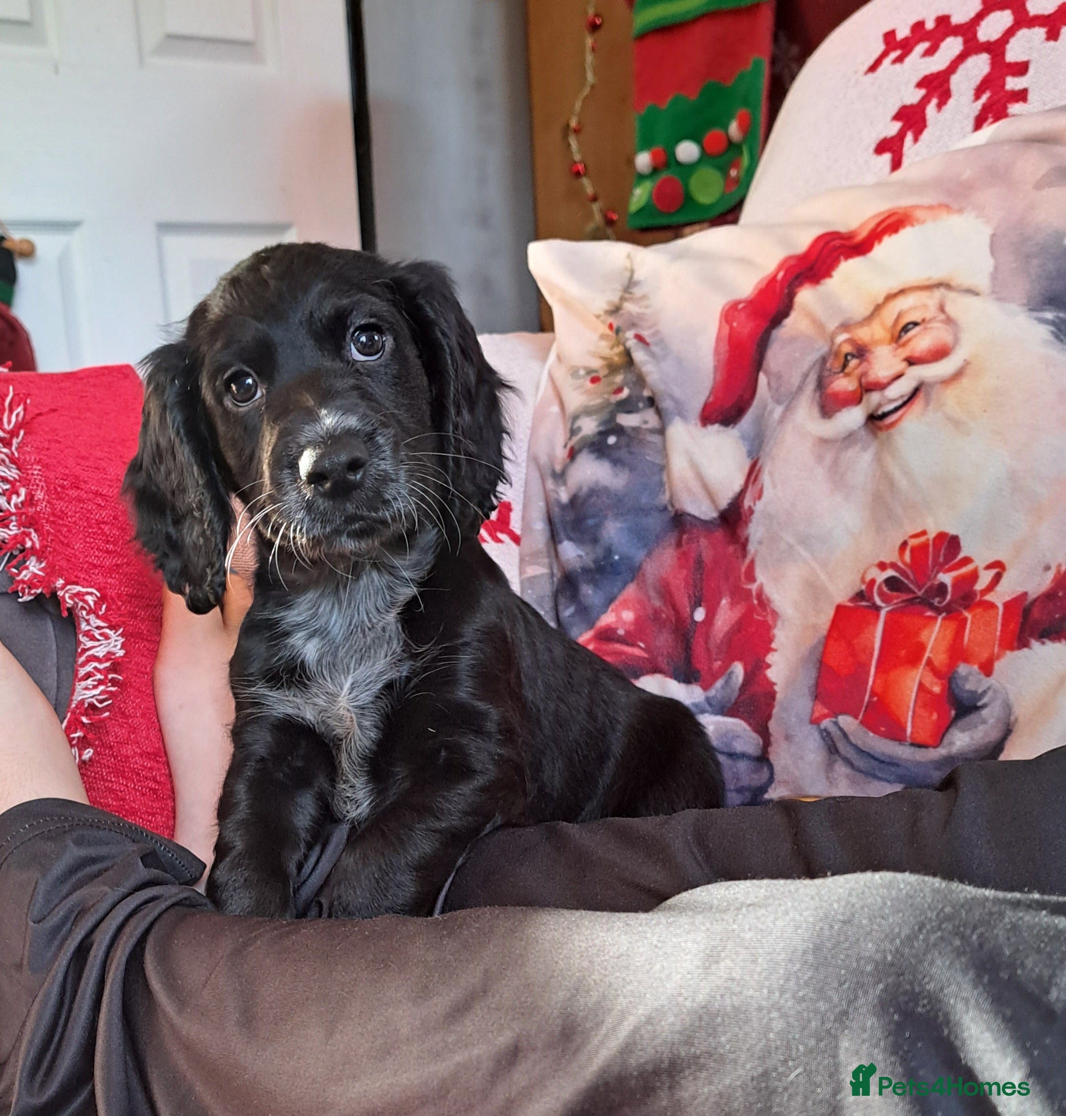 Cocker Spaniel dogs 1 male left! Ready to leave. Cocker spaniel.  - Advert 11