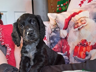 Cocker Spaniel dogs 1 male left! Ready to leave. Cocker spaniel. - Advert 11