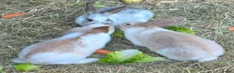 Mixed Breed rabbits for sale: Beautiful little of mixed giants  - Advert 5
