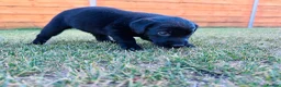 Labrador Retriever dogs for sale: KC Registered Labrador Puppies 🐾🐾🐾 - Advert 6
