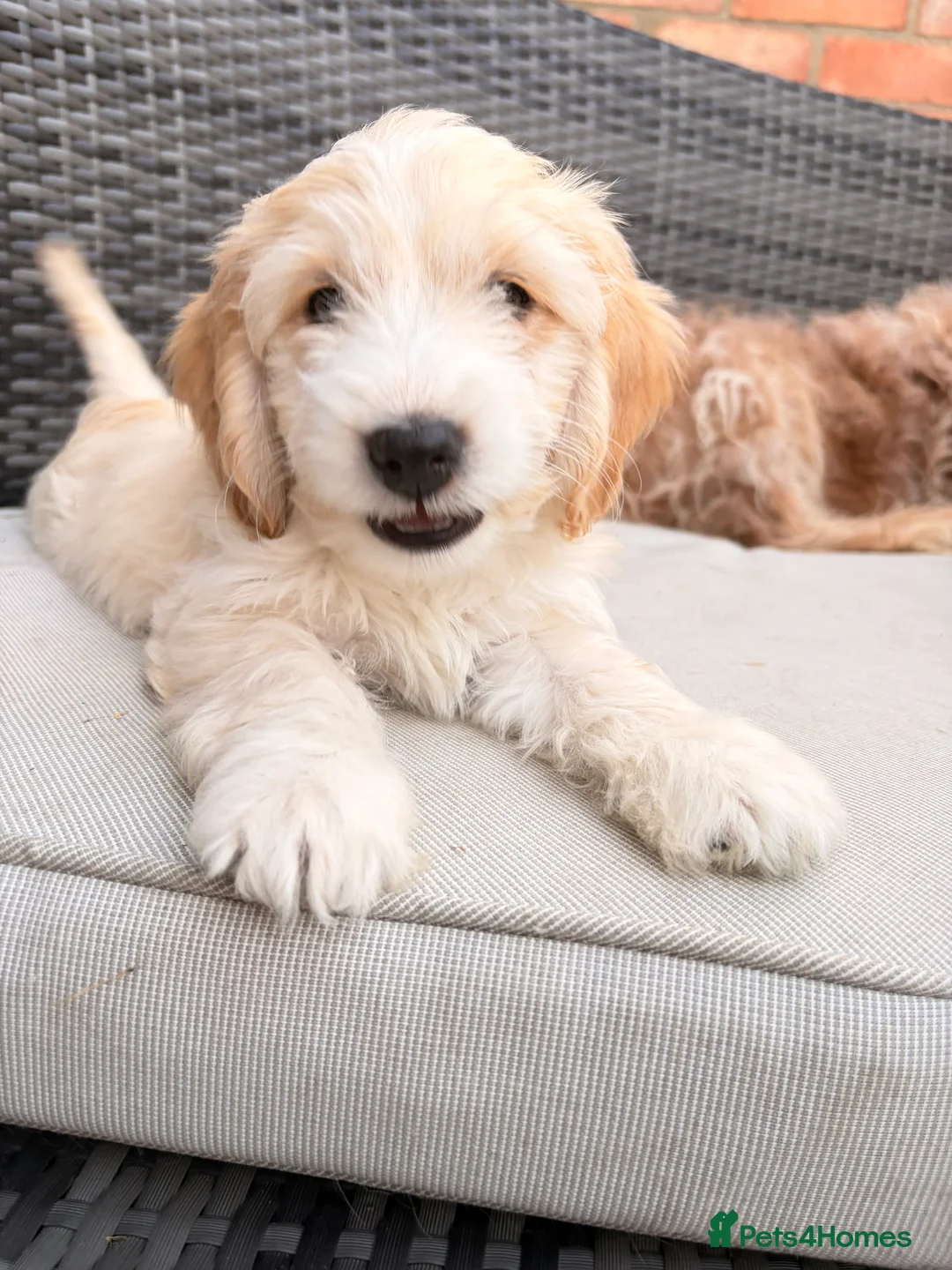 Cockapoo dogs for sale: Beautiful cockapoo puppies ready to leave - Advert 2