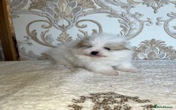 Pomeranian dogs for sale: Kc Registered Pomeranian Pups - Image 13