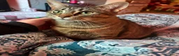 Mixed Breed cats for sale: Gorgeous Tabby Kittens 🐱 - Advert 1