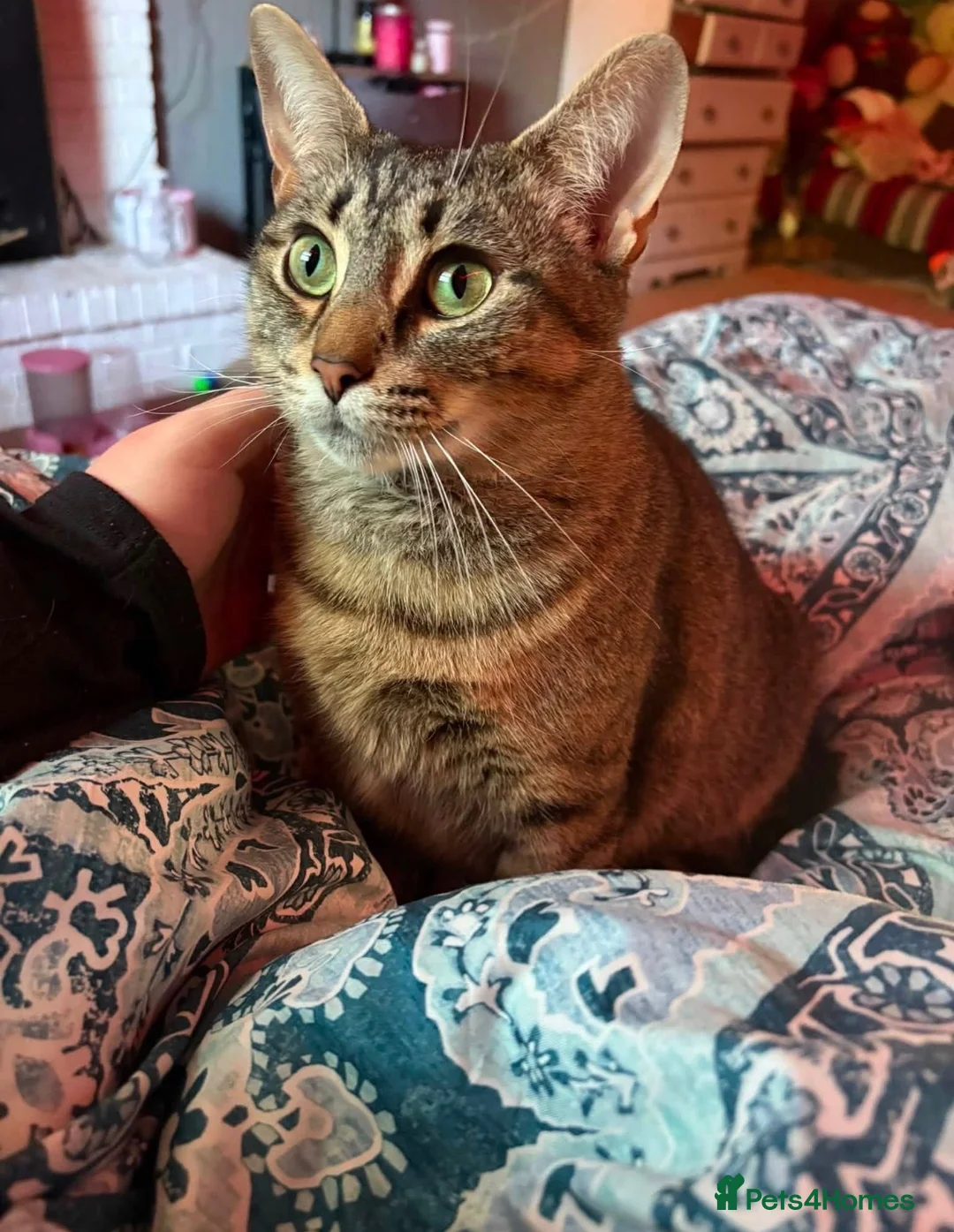 Mixed Breed cats for sale: Gorgeous Tabby Kittens 🐱 - Advert 1