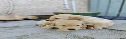 Labrador Retriever dogs for sale: Stunning, Well Bred Yellow Labrador Pups - Advert 18