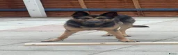 Mixed Breed dogs for sale: Male Belgian shepherd dog, free, free - Advert 1