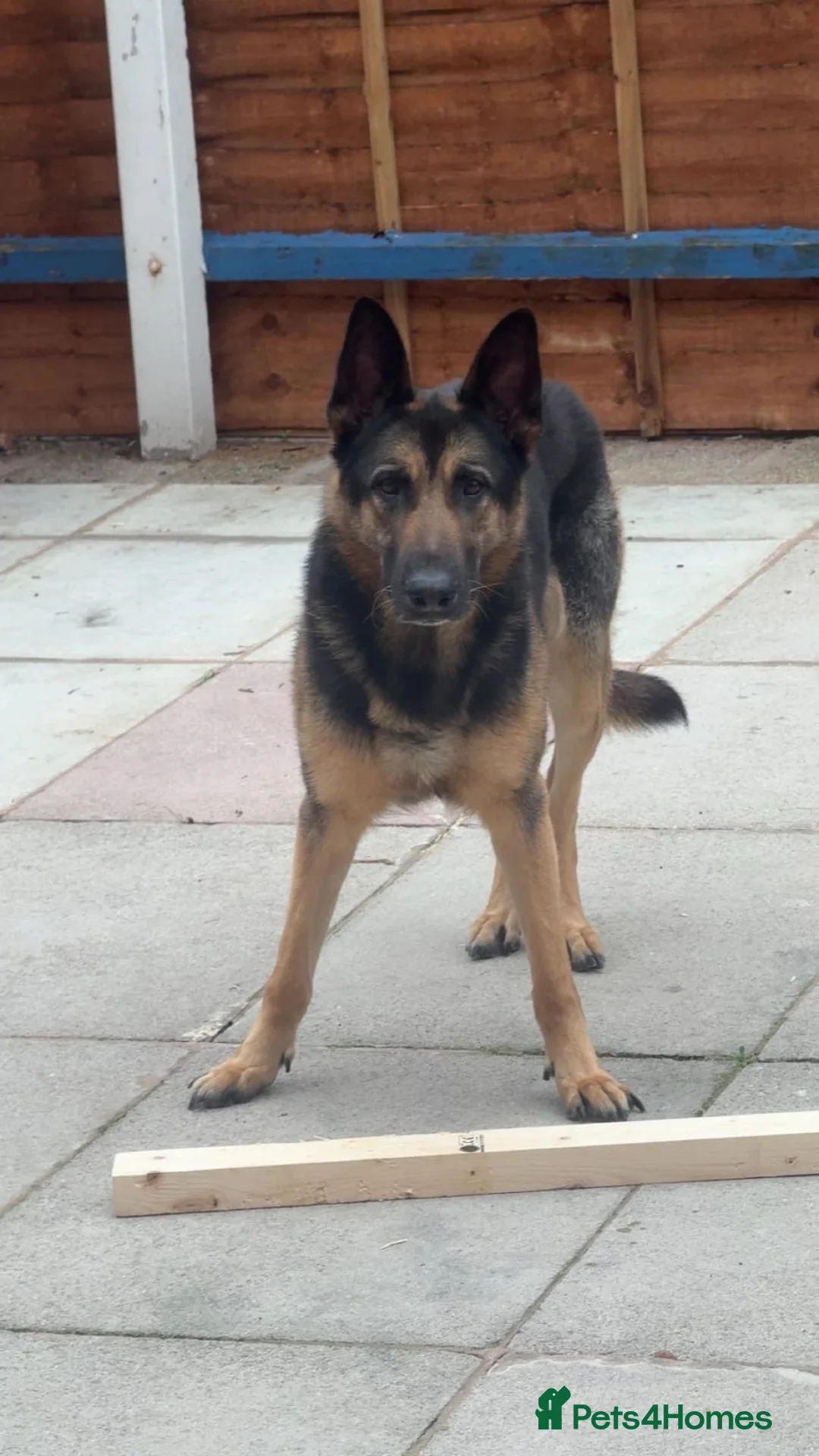 Mixed Breed dogs for sale: Male Belgian shepherd dog, free, free - Advert 1