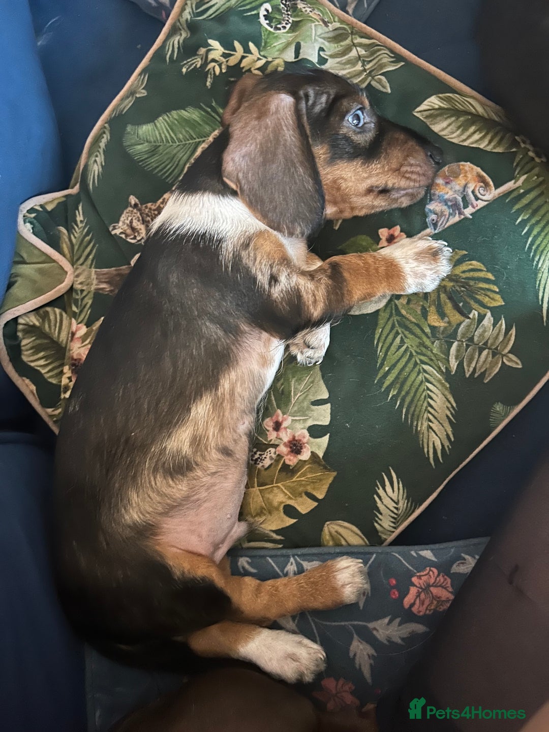 Miniature Dachshund dogs for sale: Stunning Dapple miniature dachshund boy - Advert 3