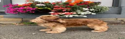 Cocker Spaniel dogs for sale: 100%show cocker spanials kc registered  - Advert 5