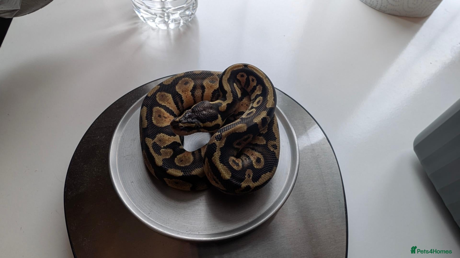 Python Snake reptiles for sale: Ball Python Baby  - Advert 19