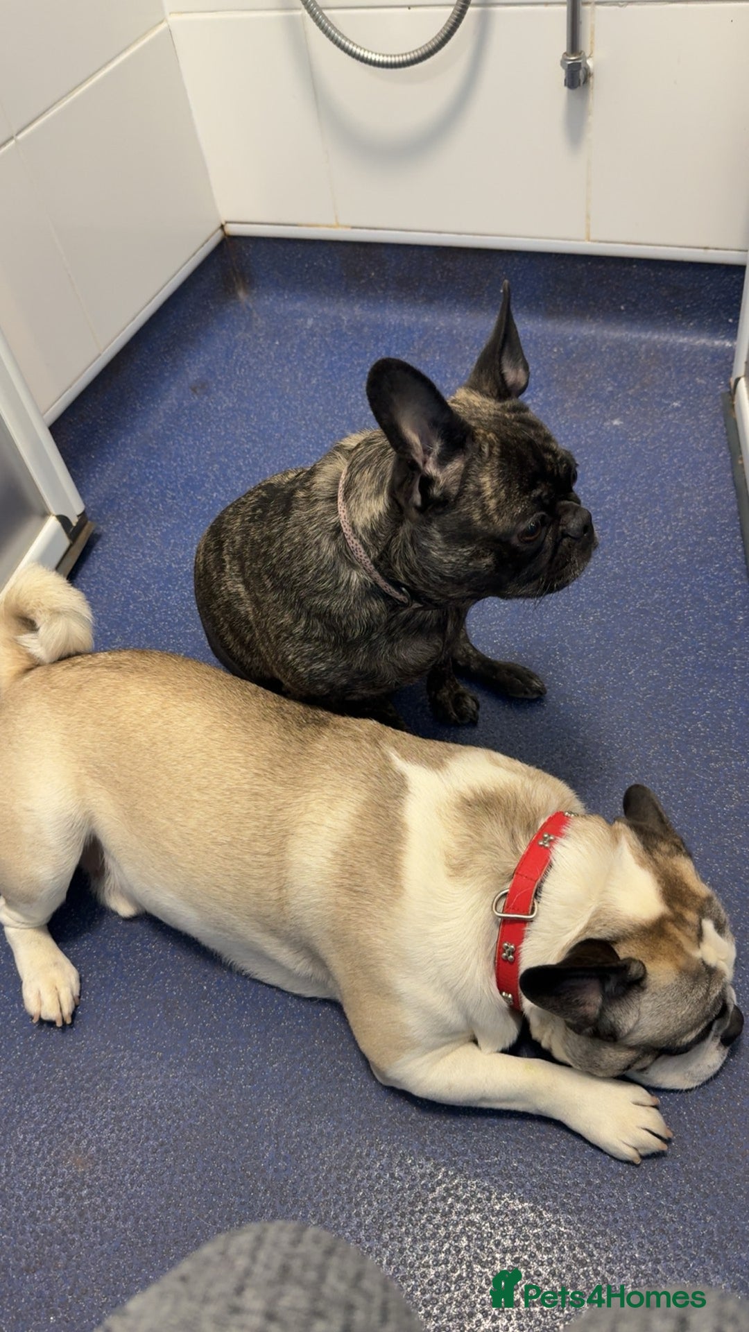 Mixed Breed dogs for sale: Pugxfrenchie  - Advert 1