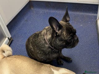 Mixed Breed dogs Pugxfrenchie - Advert 1