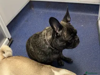 Mixed Breed dogs Pugxfrenchie - Advert 17